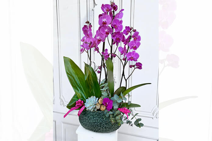 orkide çiçeği satışı